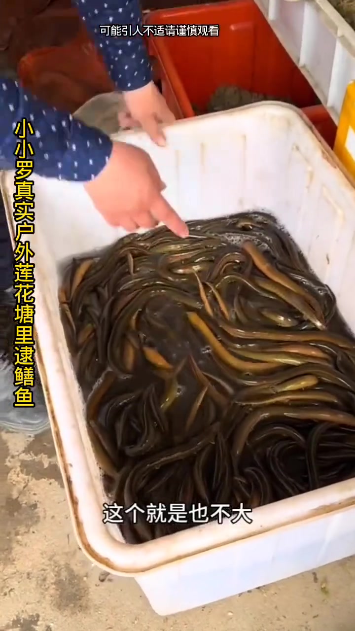 店老板给一百元钱一斤回收我今天抓的所有鳝鱼,看看今天能赚多少 乡村生活