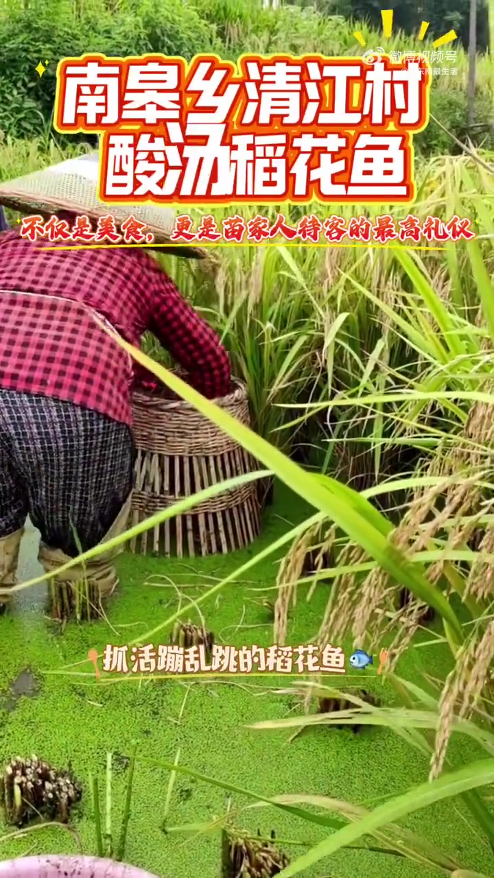 南皋乡清江村酸汤稻花鱼,不仅是美食,更是苗家人待客的最高礼仪