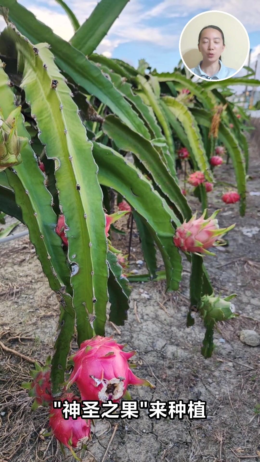 火龙果的十大神奇功效你知道吗