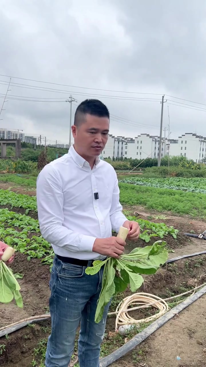 今天带史厨到，有机蔬菜基地实地考察