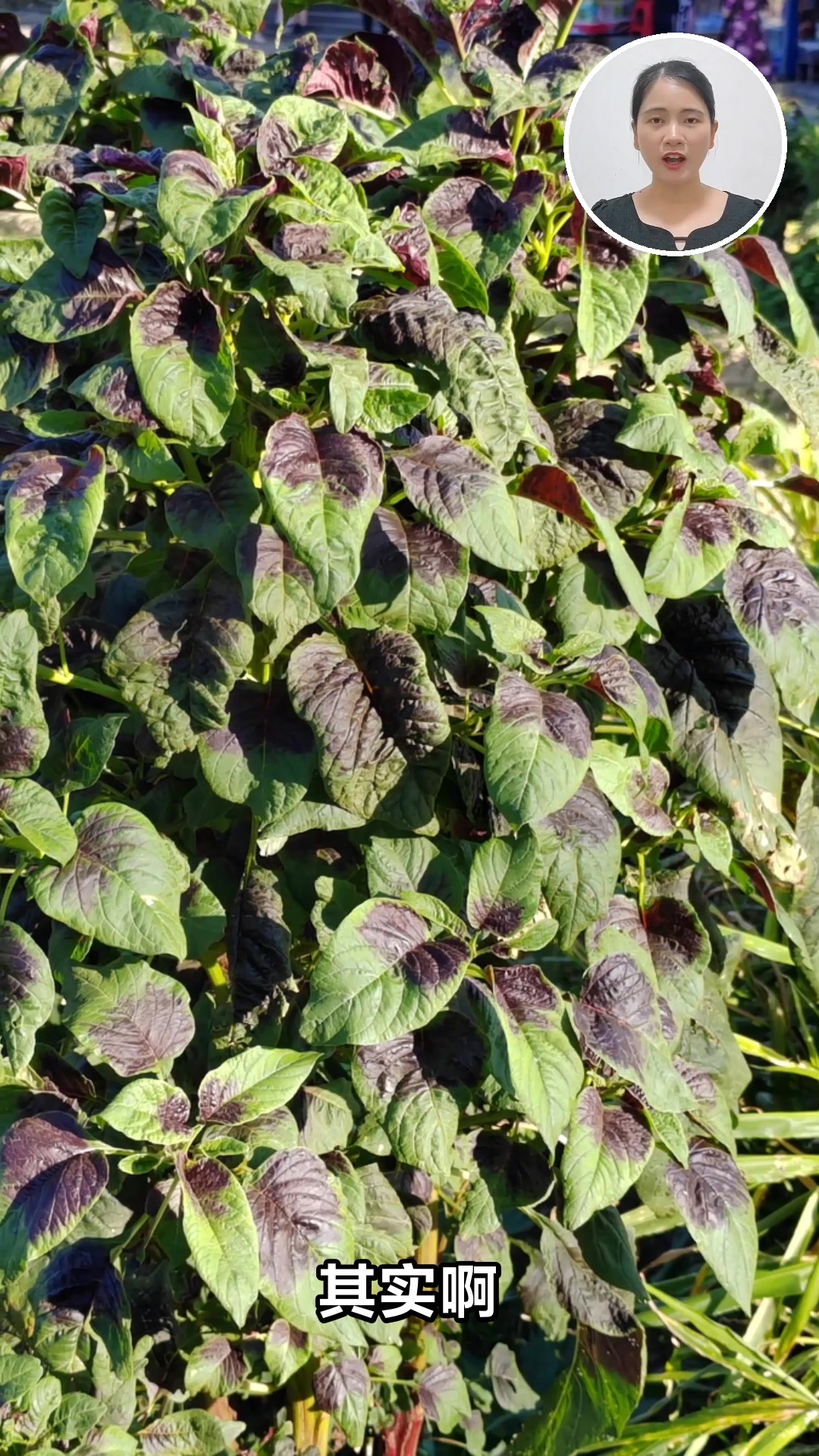 苋菜的神奇功效与食用禁忌