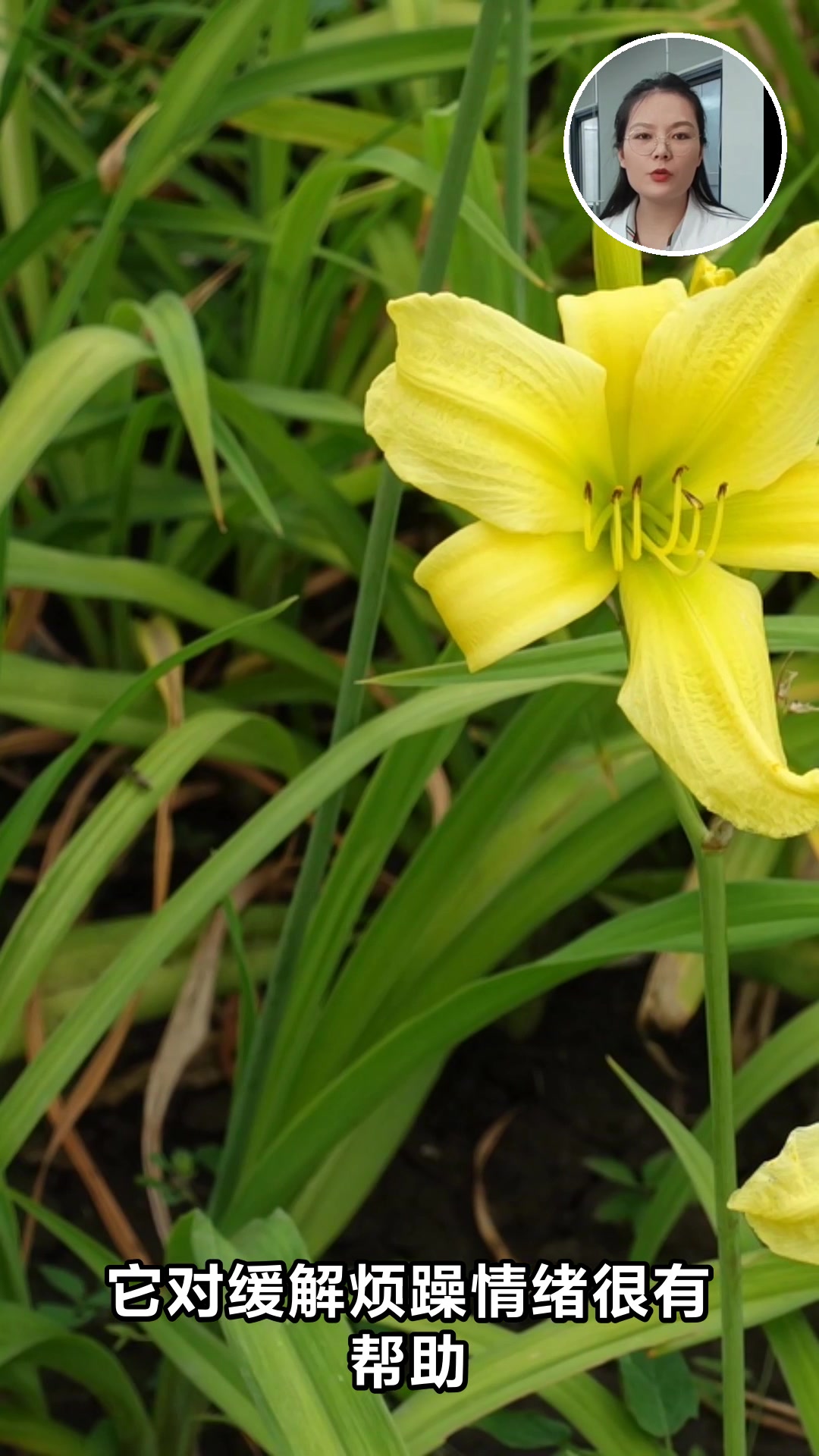 黄花菜的神奇功效你了解多少