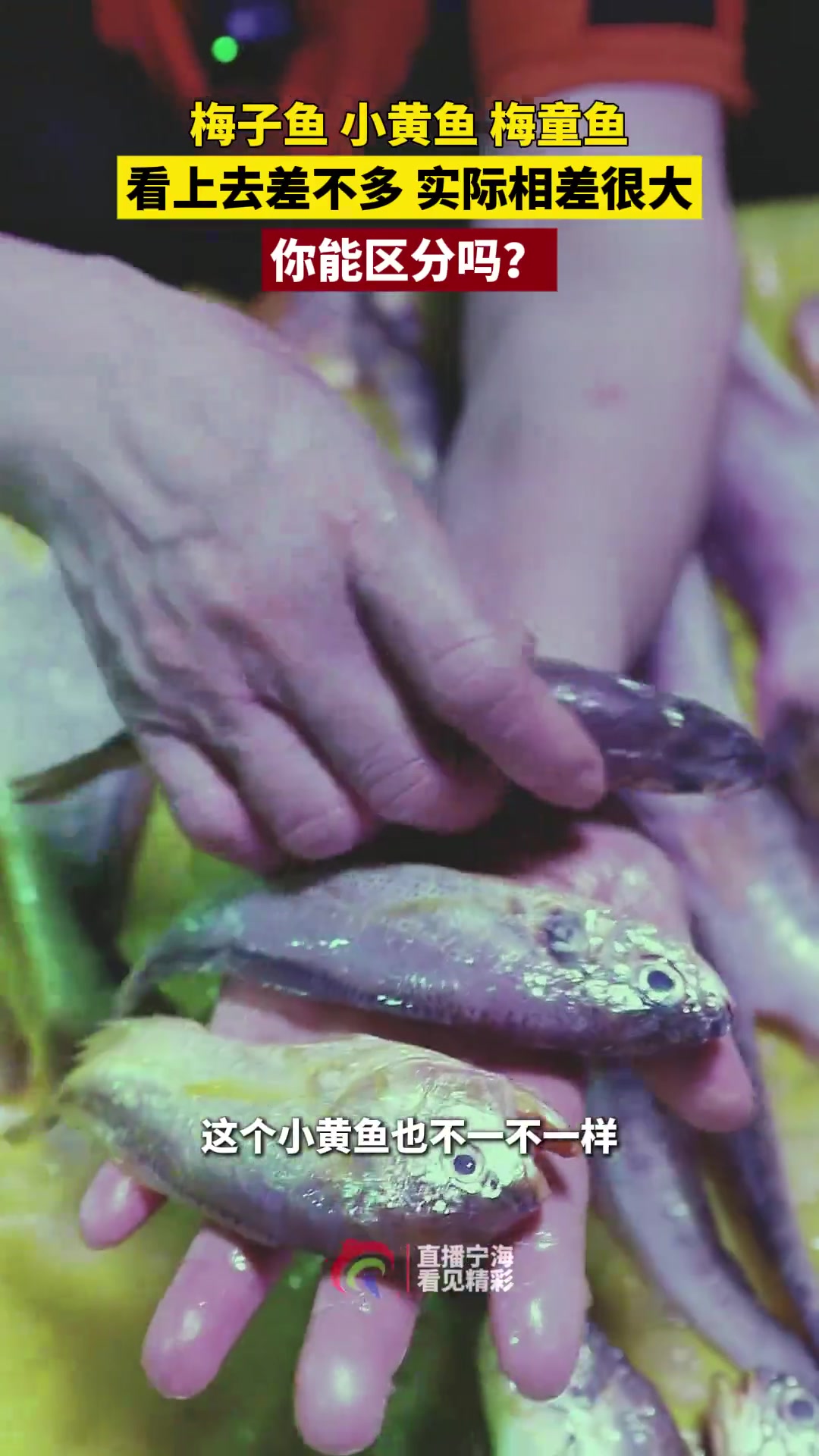 别以为黄鱼只分大小！今天就来教大家分清“黄鱼三兄弟”——梅子鱼、小黄鱼、梅童鱼。这三种鱼看