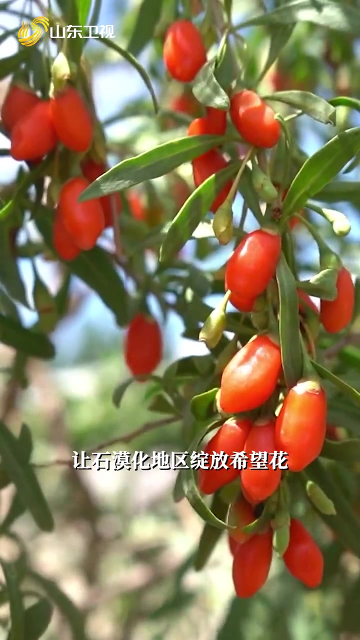 在潍坊感受现代农业的蓬勃脉动 中国农业看山东，山东农业看潍坊。这里是大棚科技的领跑者，四季