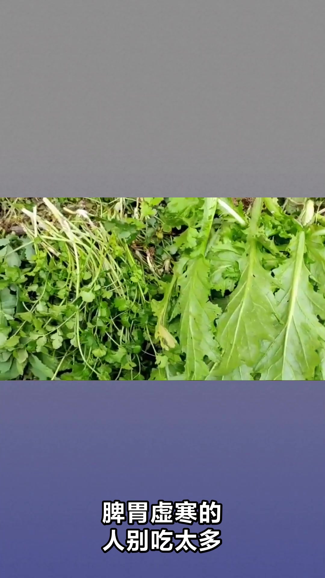 芥菜的神奇功效与实用价值