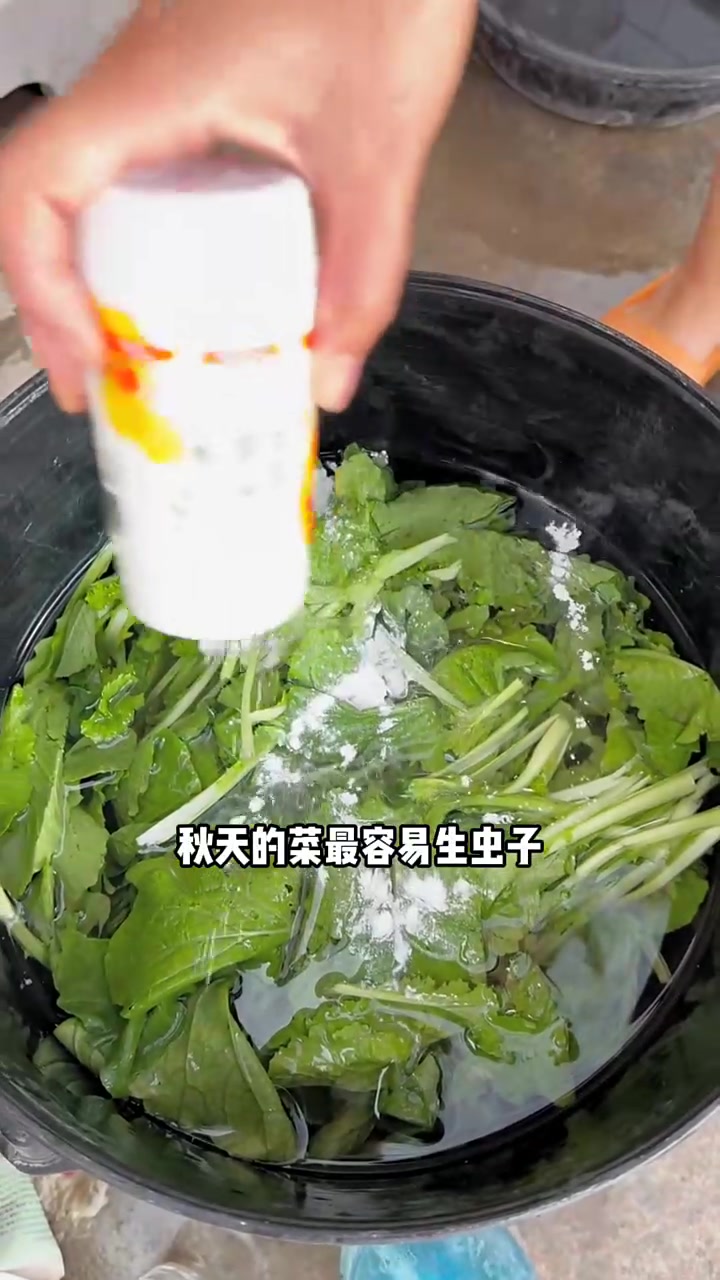 肺癌晚期，爸爸回老家卖白菜苗，嫂子给我们做了爱喝的羊汤，老爷子还是一如既往的欢乐，抗癌就是