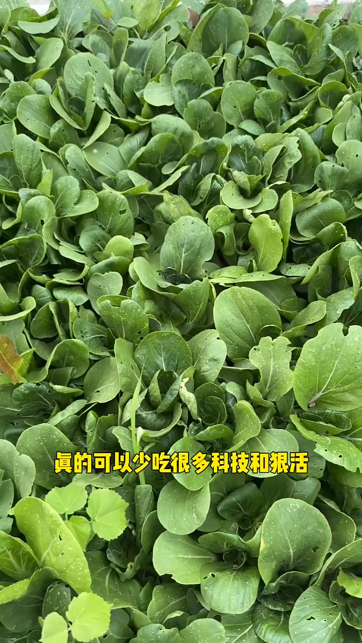 绿色的农村小院