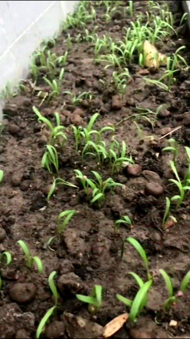 菠菜催芽小技巧,只需掌握2点就可以了