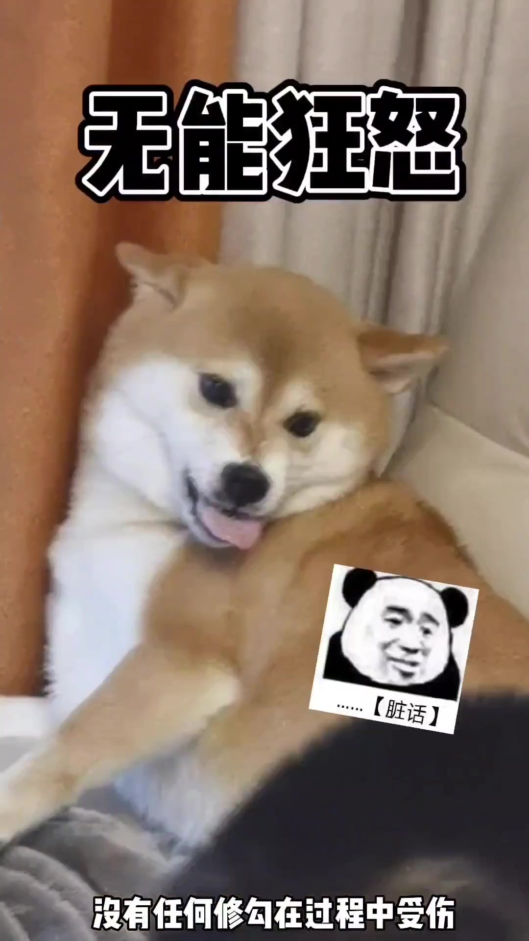 素芬大量表情包来袭,真情演绎菜狗