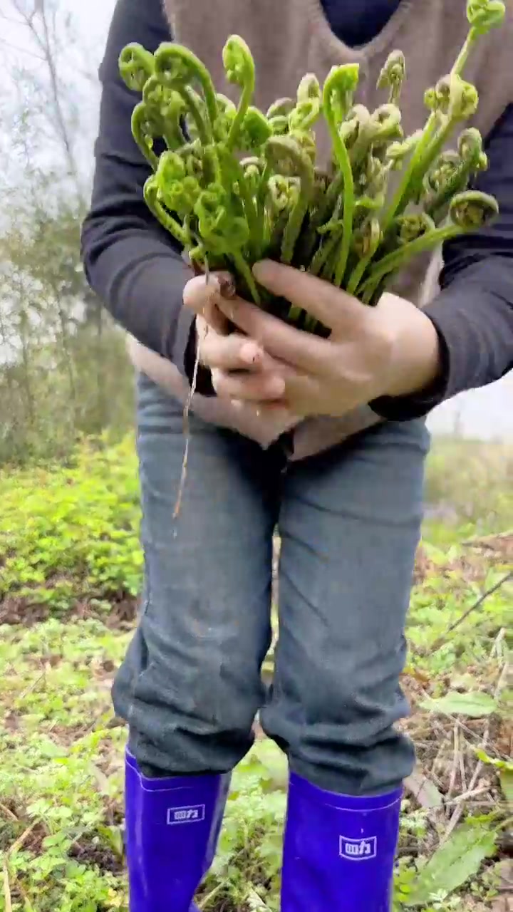 连续下了几天雨，去河边采摘水蕨菜回来做蕨菜炒腊肉，野生蕨菜新鲜现摘味道鲜嫩，放入野葱炒蕨菜