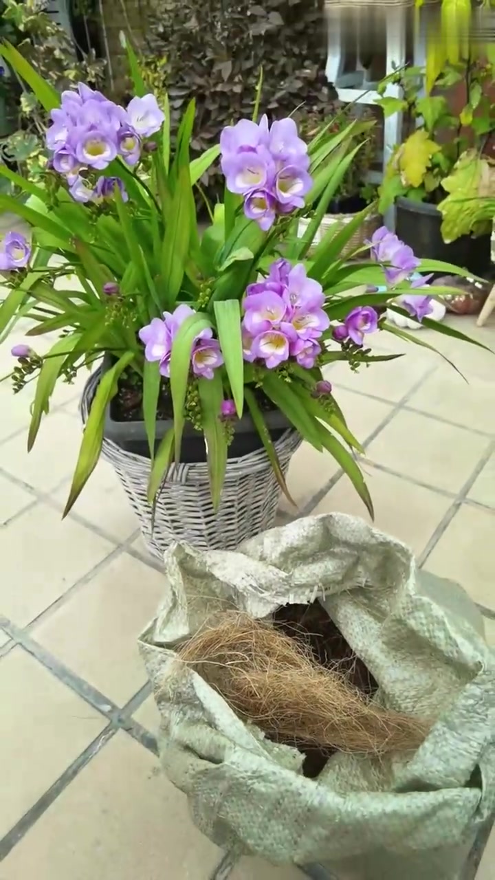 蓝天鹅绒香雪兰，初花