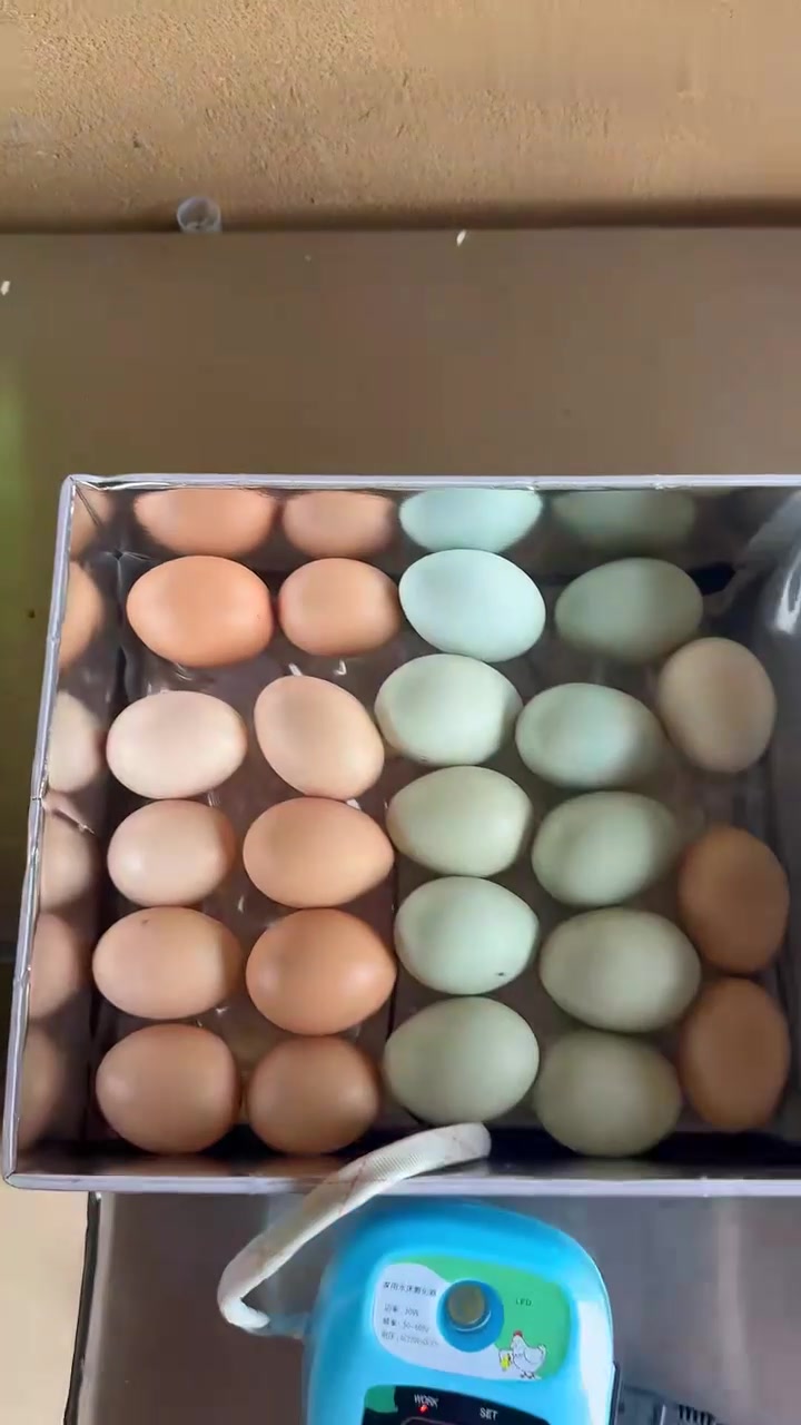 孵蛋神器安排上，减轻母鸡孵蛋压力