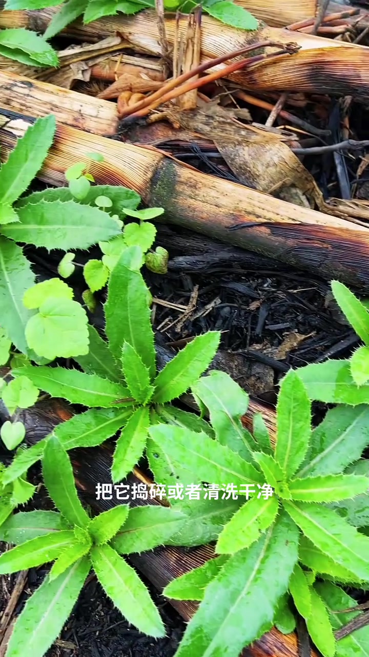 春天最肥美的野菜刺儿菜，又名青青菜、刺角芽，你吃过吗？