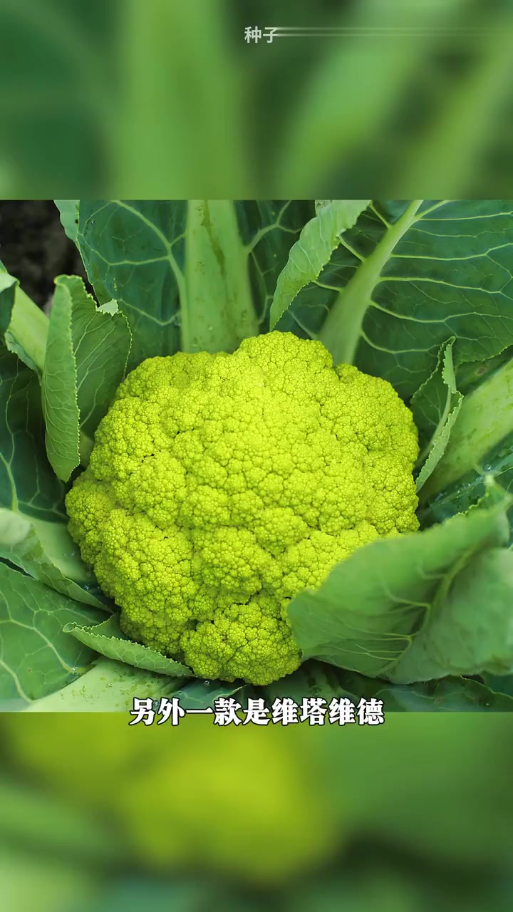 彩色花椰菜苗少量上架咯