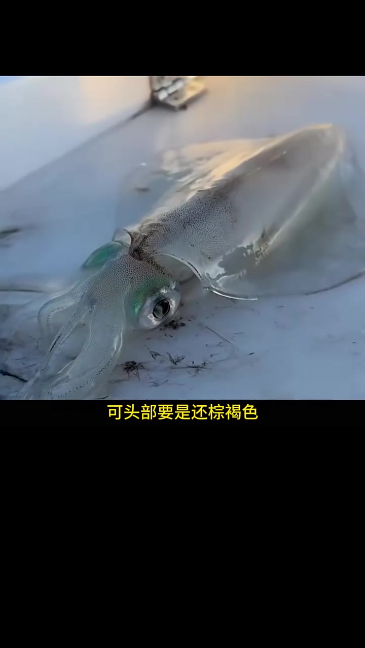 这样杀鱿鱼才人道，一步搞定