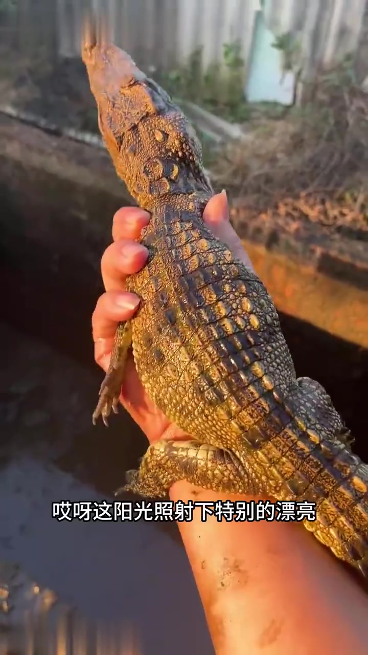 将鳄鱼放化粪池养半年后