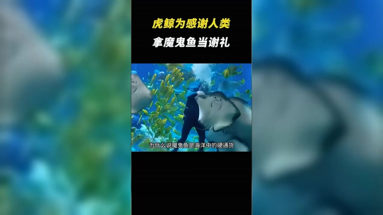 虎鲸为感谢人类,拿魔鬼鱼当谢礼