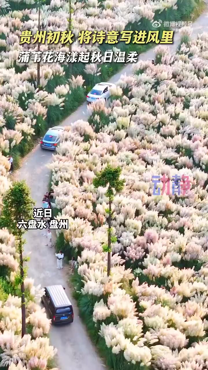 「在六盘水发现秋日限定温柔」贵州初秋,将诗意写进风里,蒲苇花海漾起秋日温柔,六盘水盘州市的