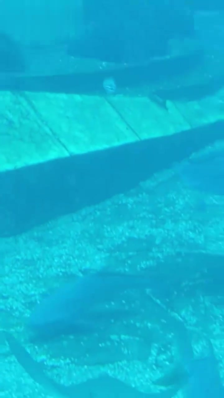 魔鬼鱼吃石头吐舌头，太蠢了！亚特兰蒂斯失落的水族馆