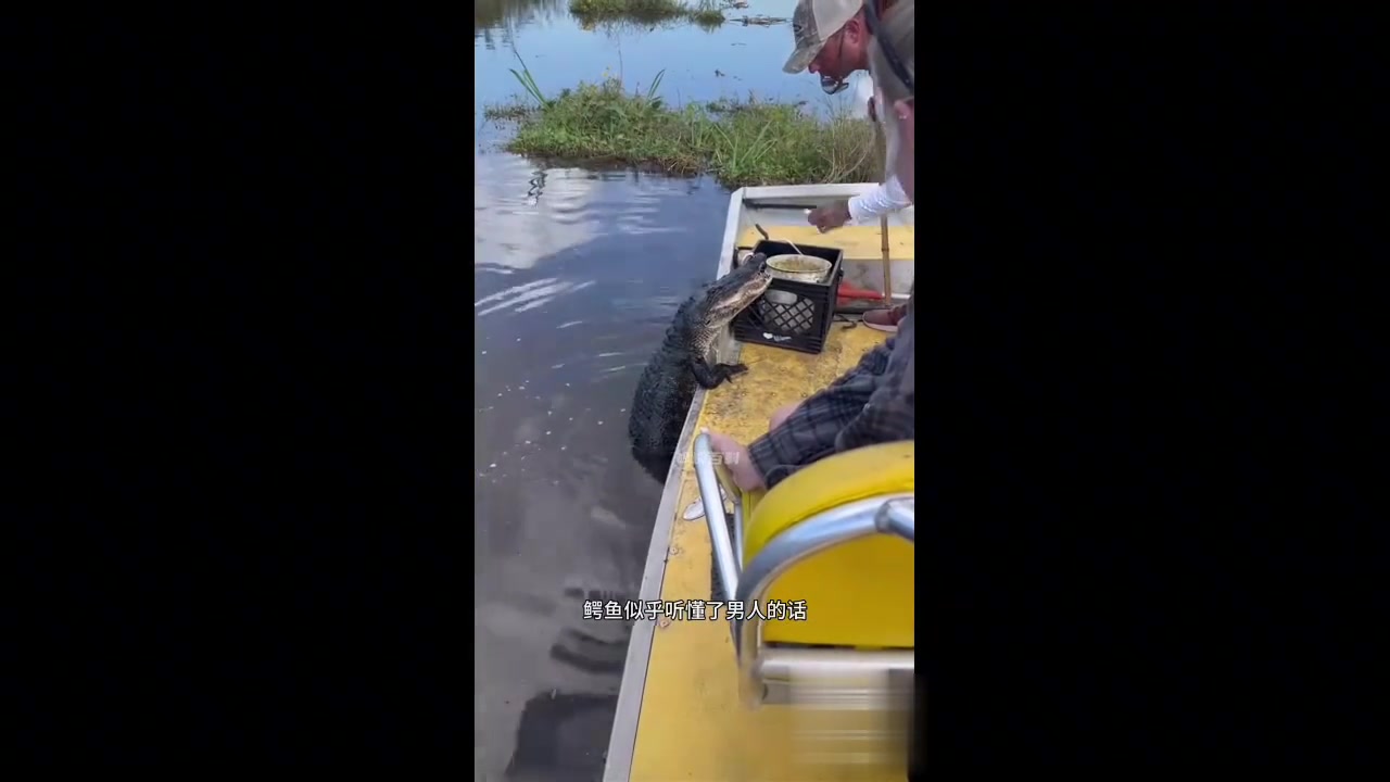 鳄鱼爬上船想吃鱼肉，男子喂它之后游到河里去了，这一幕太吓人了