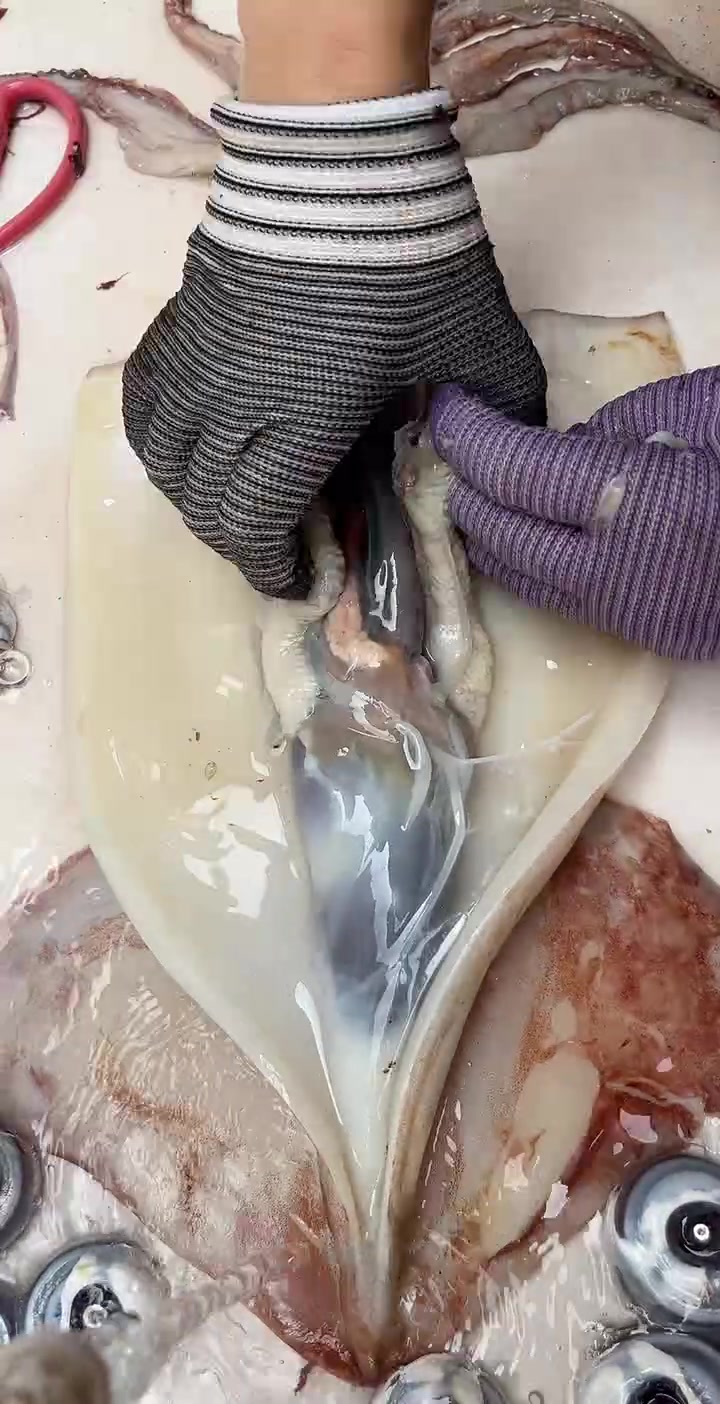 一分钟快速清理大鱿鱼处理干净超方便!