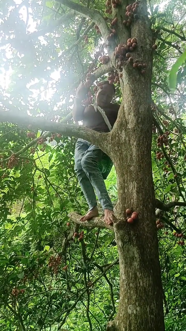 来到沙仁地,先摘点米汤果吃再说