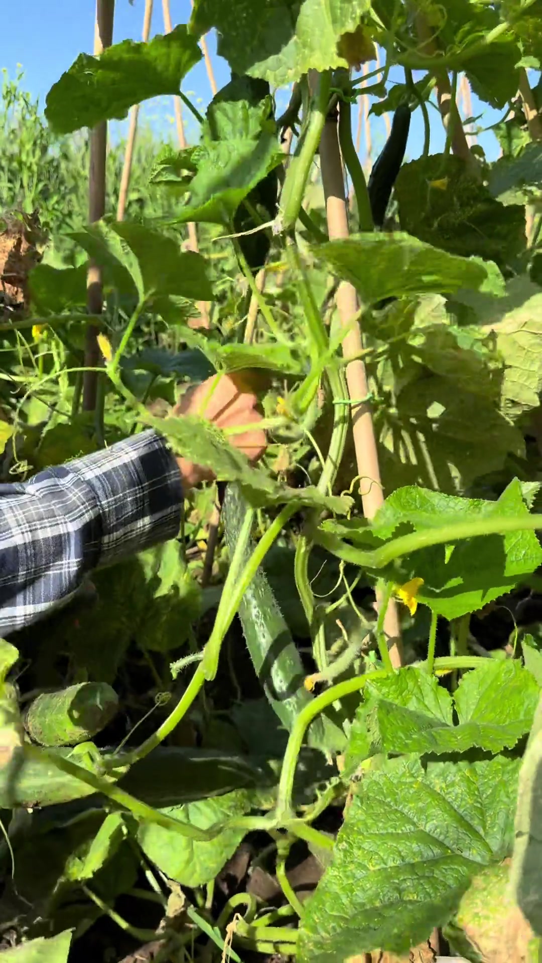 今年我家菜园的菜长的太好了