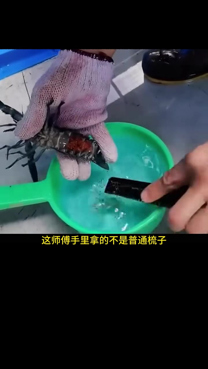 小龙虾产卵,还能这么收?