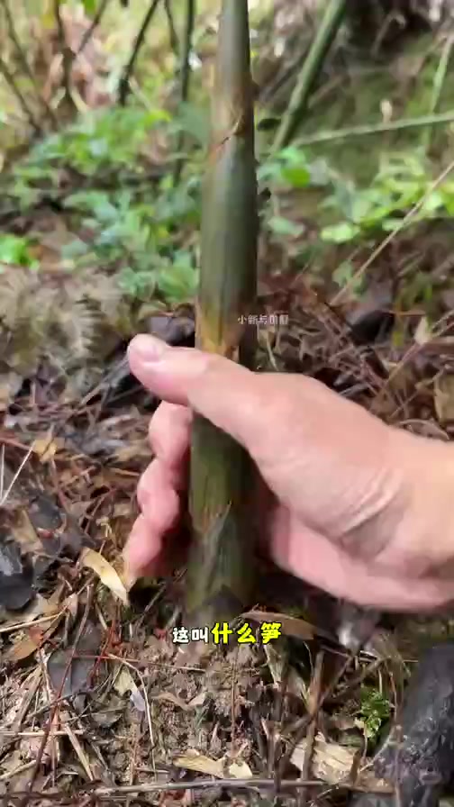 你认识这些笋吗?在你的家乡都叫它什么名字呢
