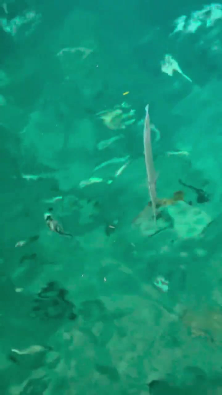 上帝的水族馆——仙本那