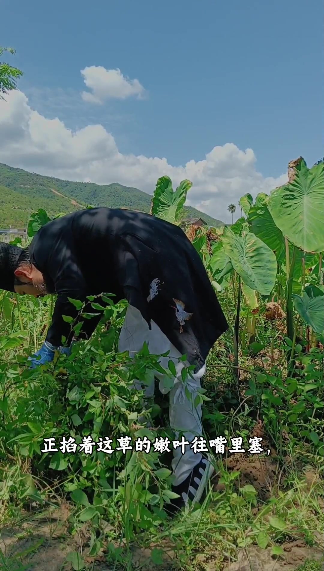 张仲景与野生甜麻