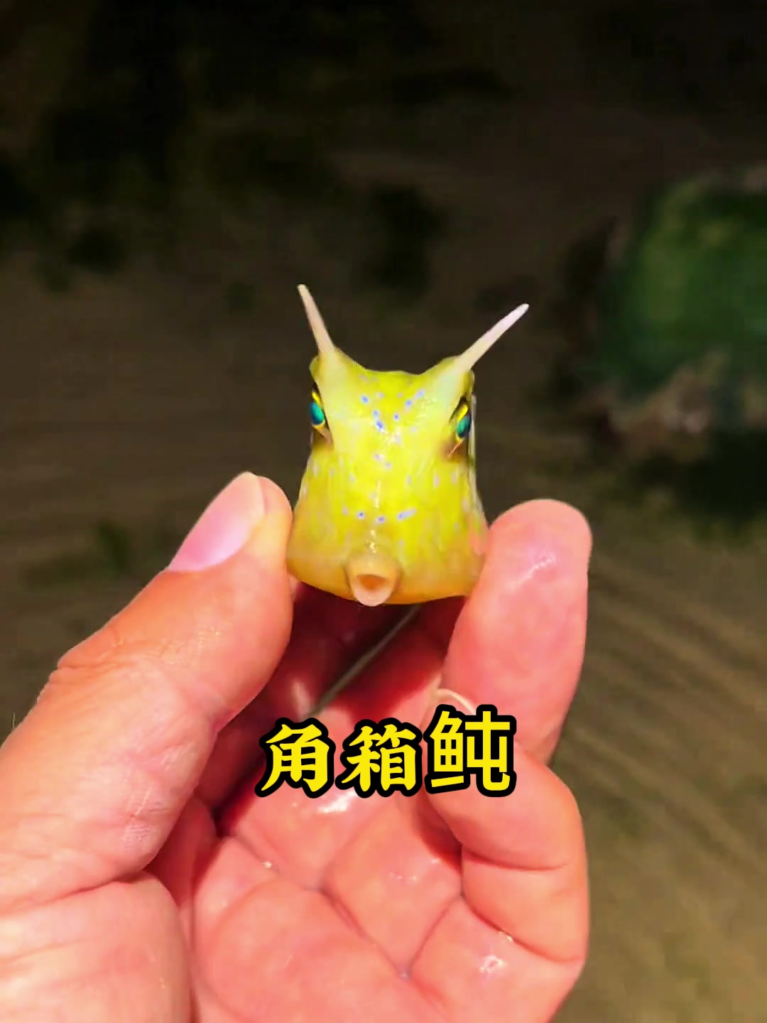 小哥将一条可爱的的角箱鲀送给女友，没想到它竟朝女孩各种吐口水
