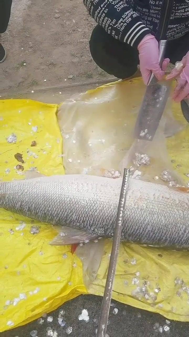 高邮湖野生铜头鱼，重30斤，长1.2米