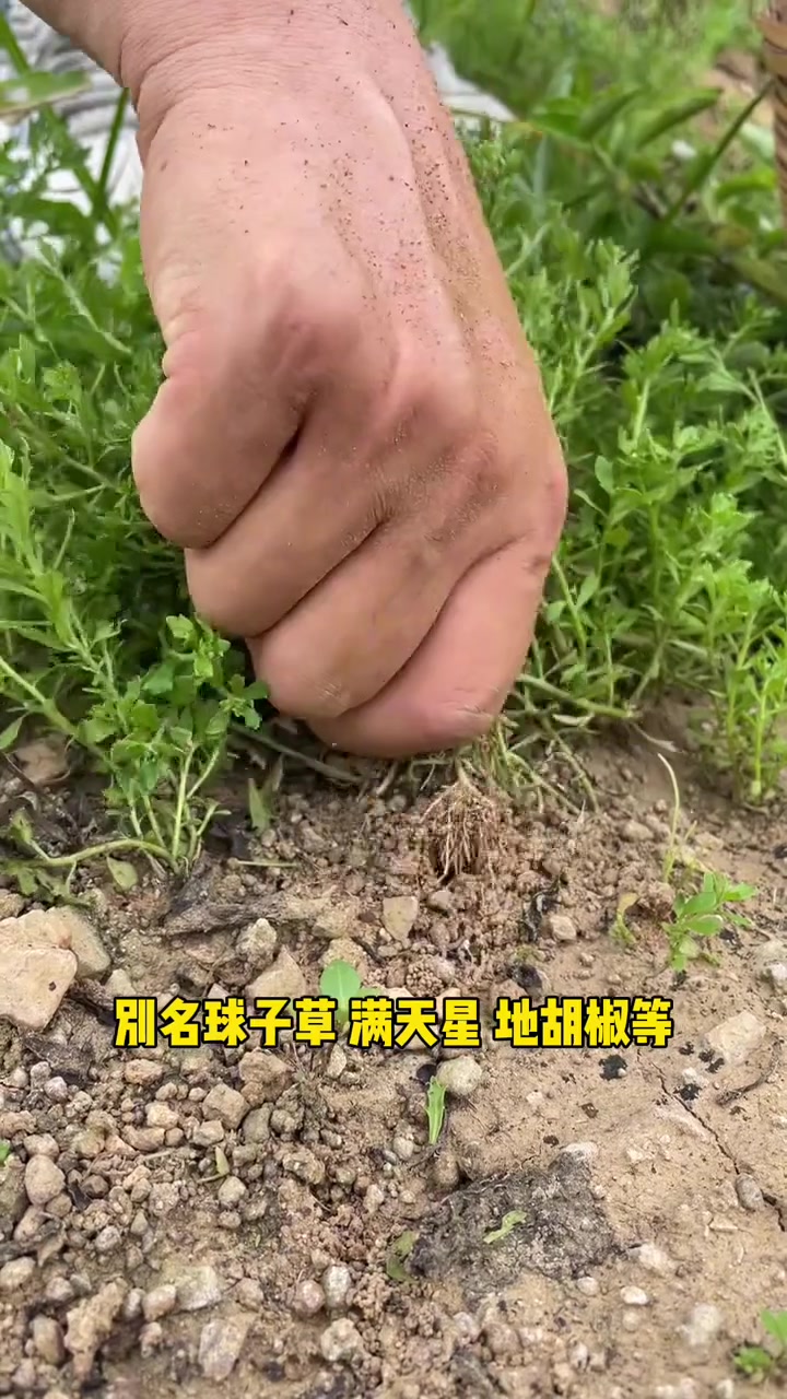 鹅不食草为一年生菊科植物石胡荽的全草，夏秋二季采收