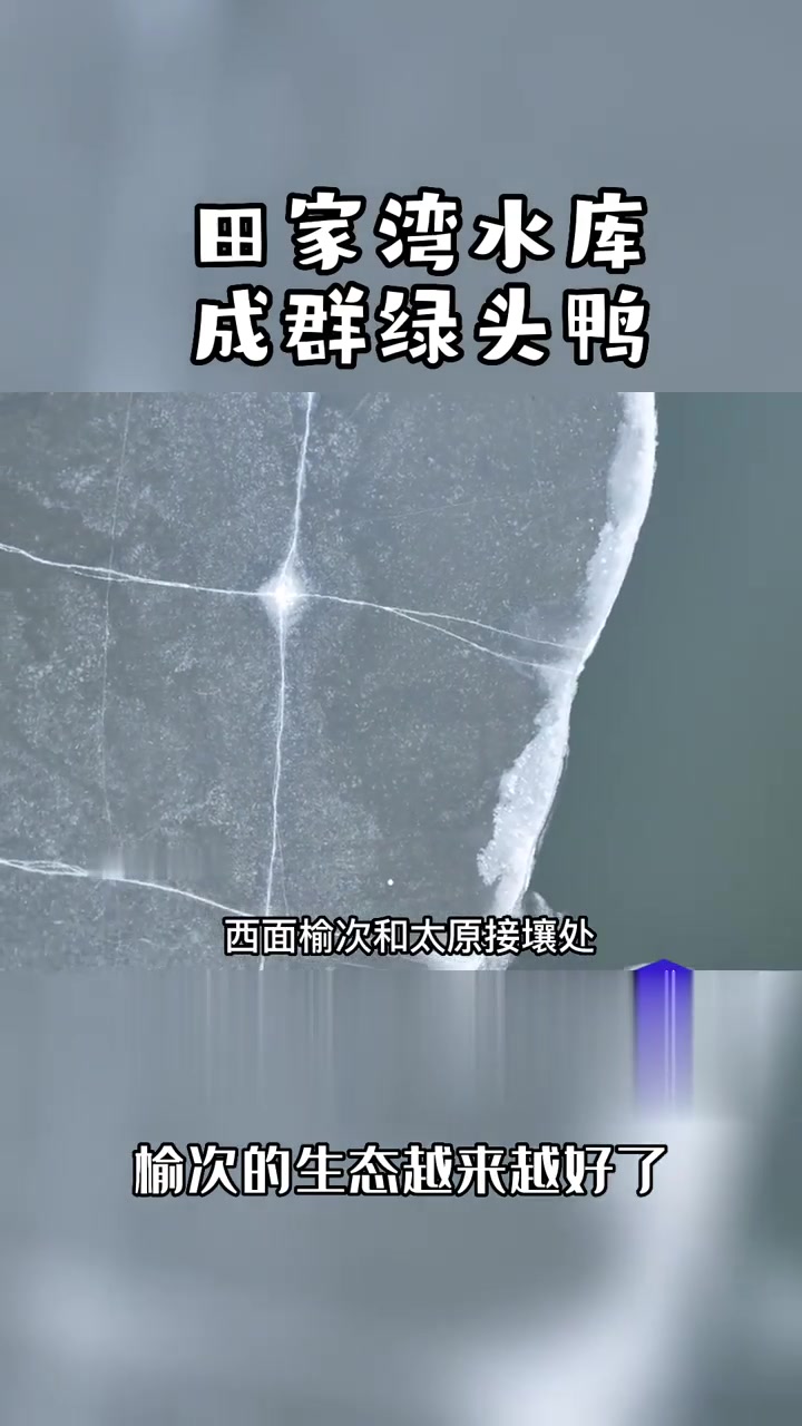 榆次田家湾水库拍到了绿头鸭，太漂亮了，说明榆次的生态环境越来越好了