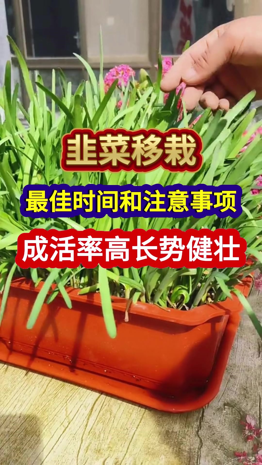 韭菜移栽最佳时间和注意事项成活率高长势健壮