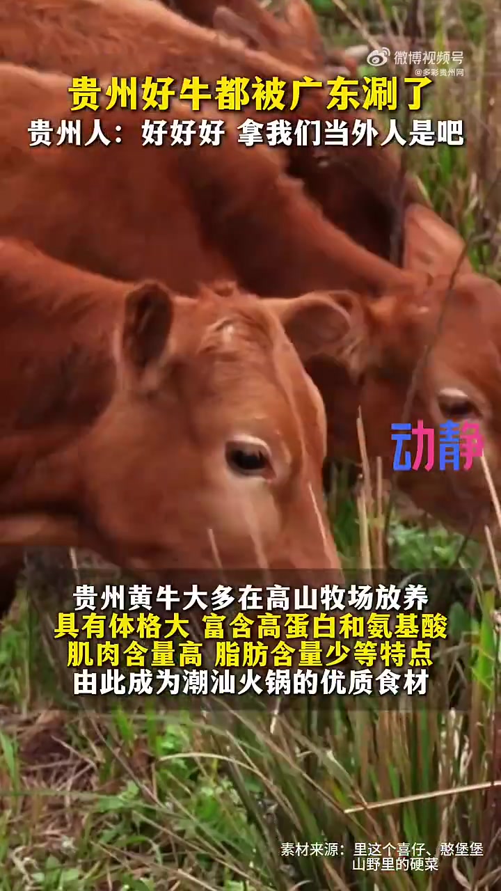 广东潮汕本地并不养牛,当地食用的牛肉很大一部分来自贵州,每天有近2000头牛从云贵川和西北