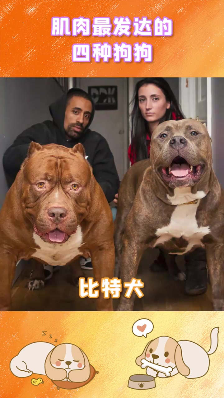 惊人的肌肉狗对比！