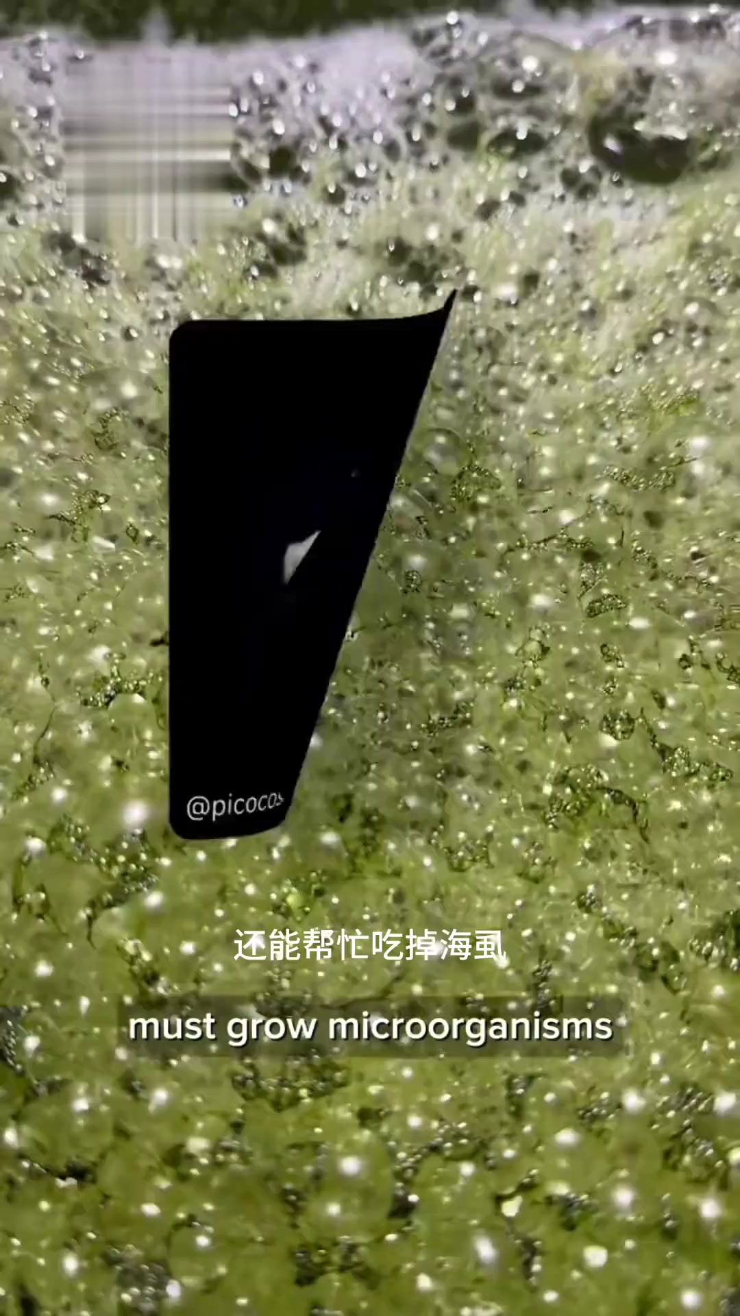 自带吸盘的“蓝宝石小清洁工”——圆鳍鱼