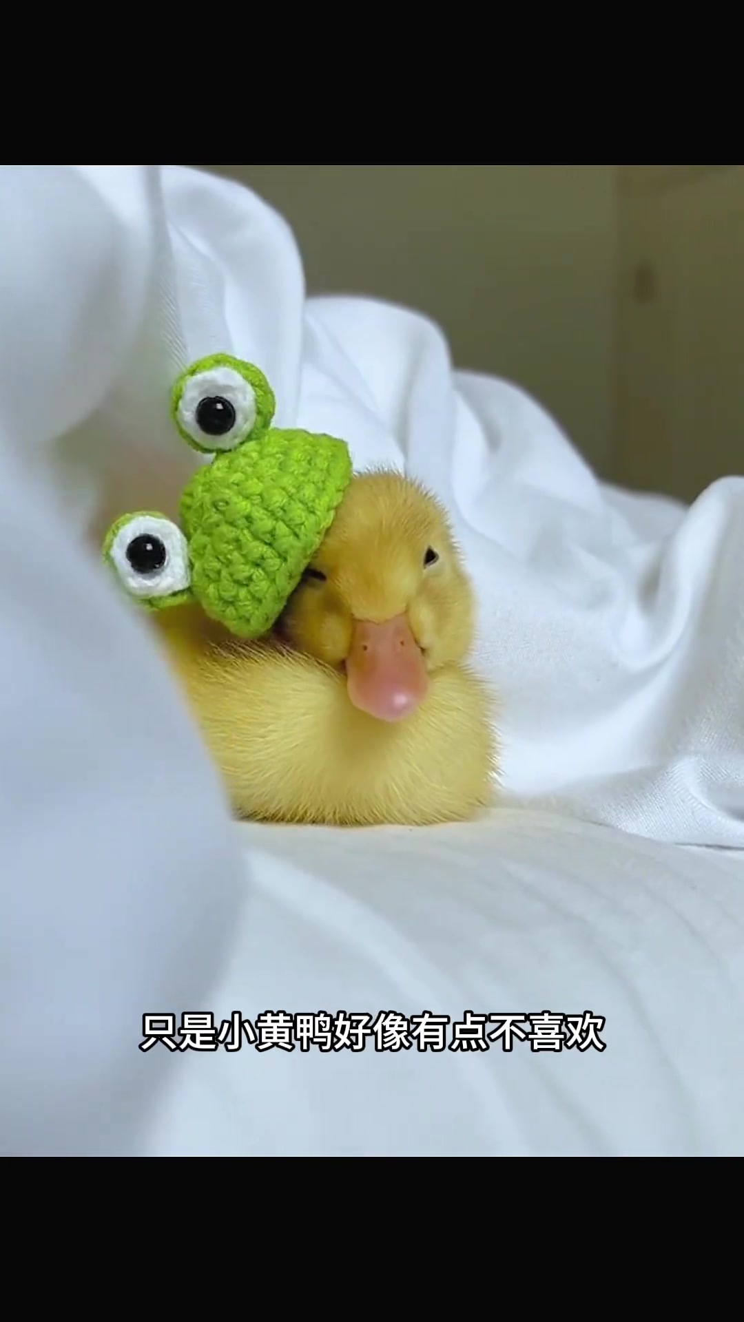 家里鸭子下软蛋，男人欲人工孵化看能否成功