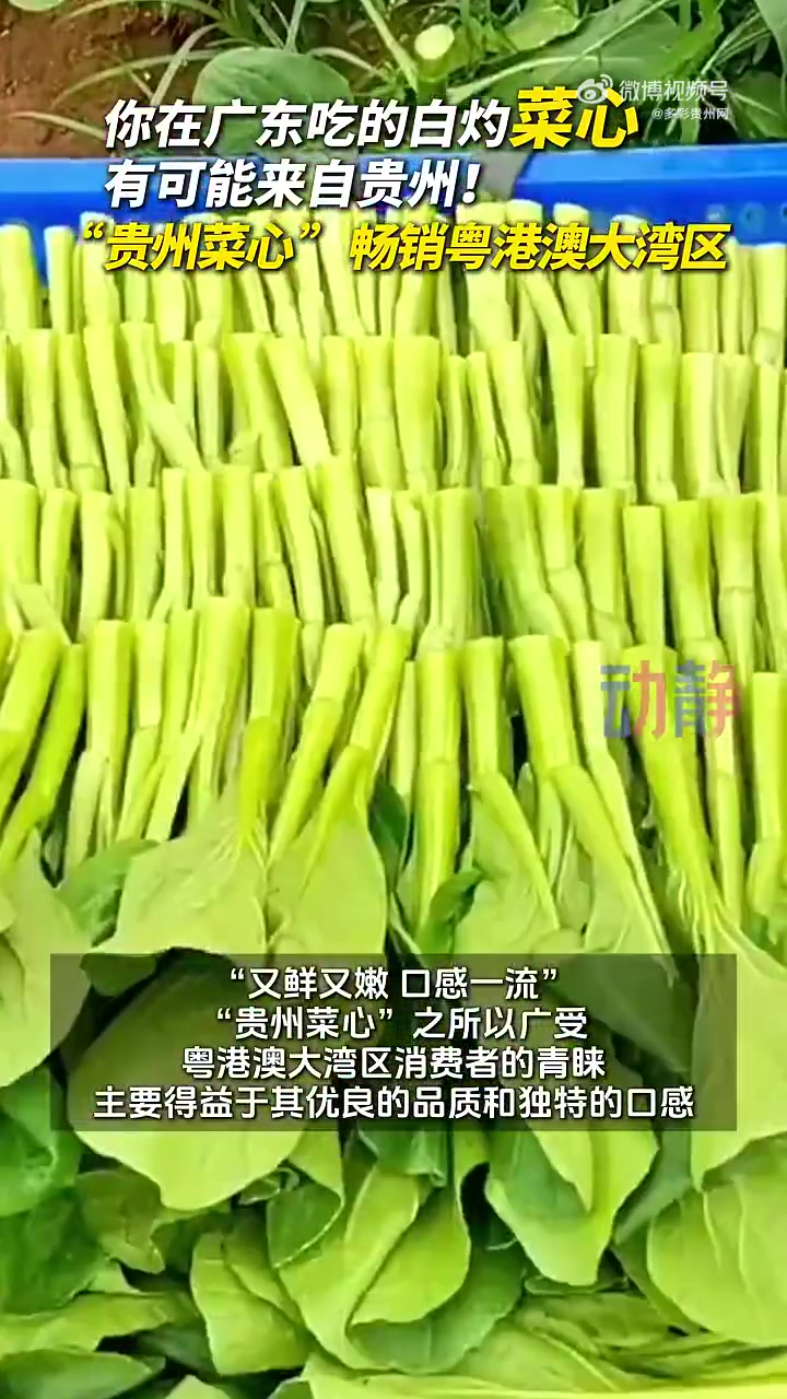 又鲜又嫩,口感一流的“贵州菜心”畅销粤港澳大湾区,你在广东吃的白灼菜心,有可能来自贵州