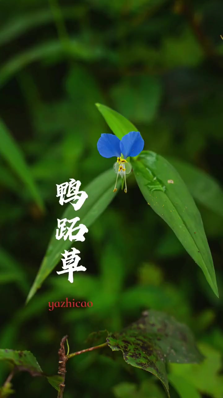 象征希望和理想的鸭跖草，分享给大家