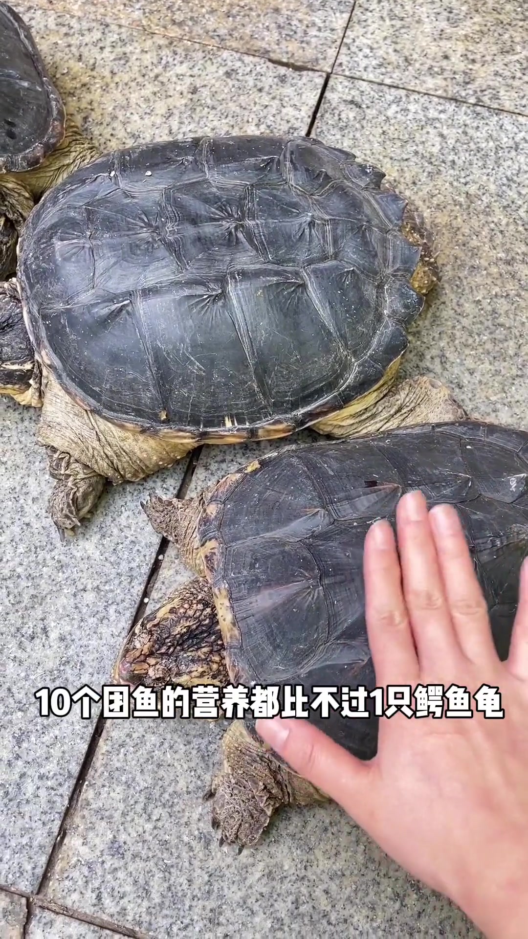 以前见都没见过的鳄鱼龟,居然可以吃