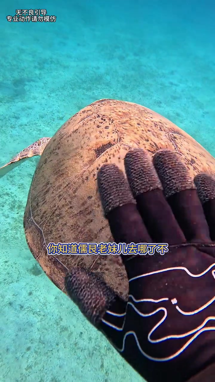 在埃及追到儒艮美人鱼啦!上千一条的红海骑士鱼居然被我吃了?
