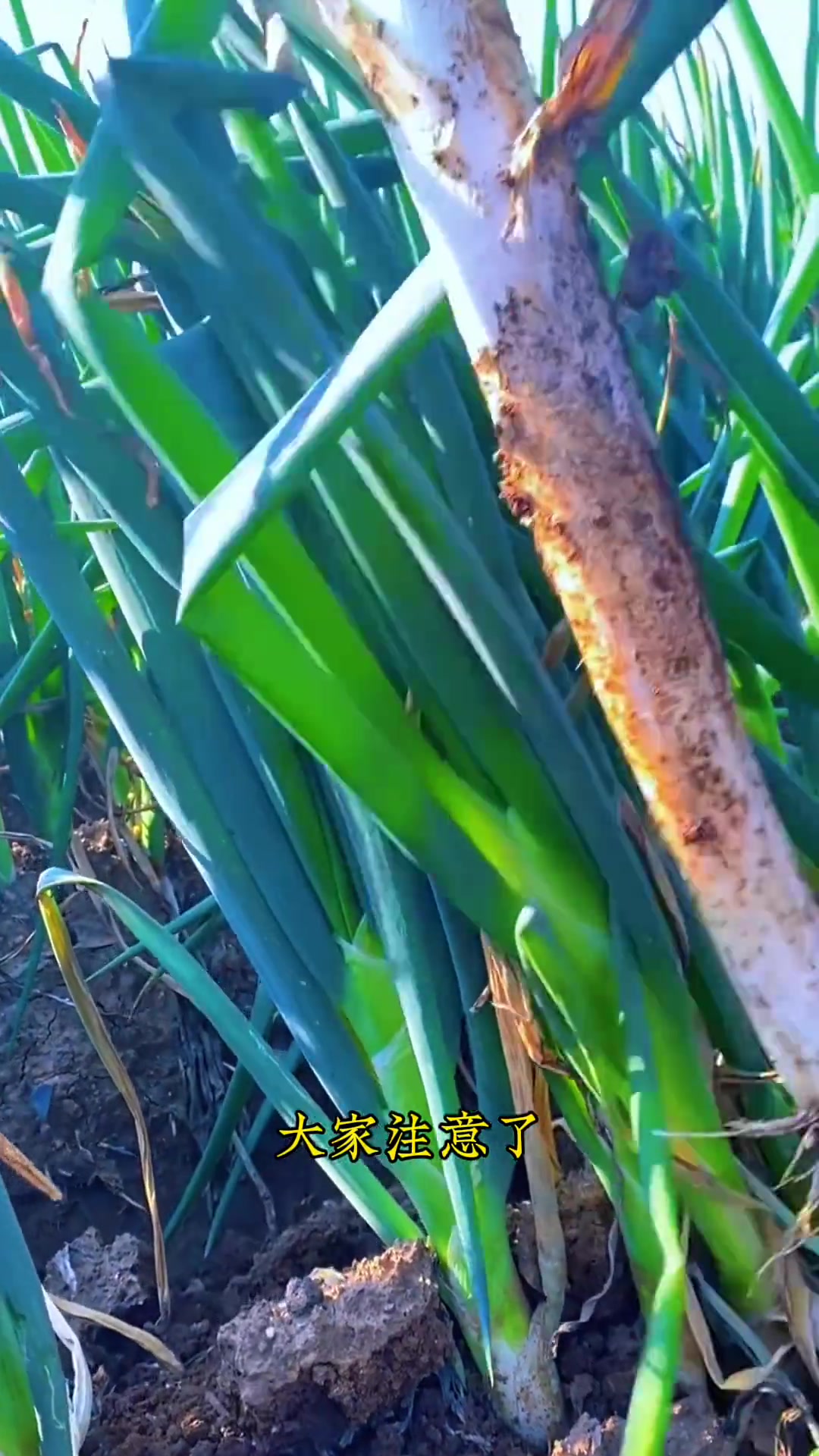 大葱花椒制成的红糖水