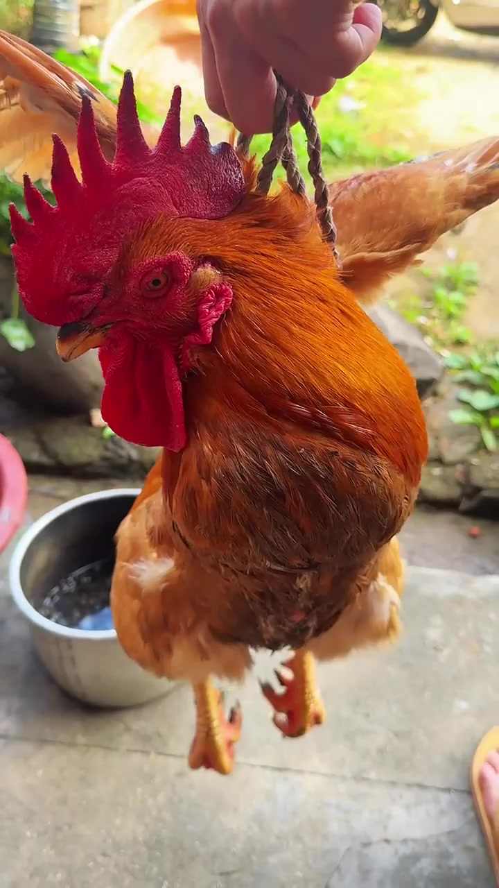 在莆田农村自家养的土鸡一斤要卖几十块钱，今天简单炖个土鸡汤来补补