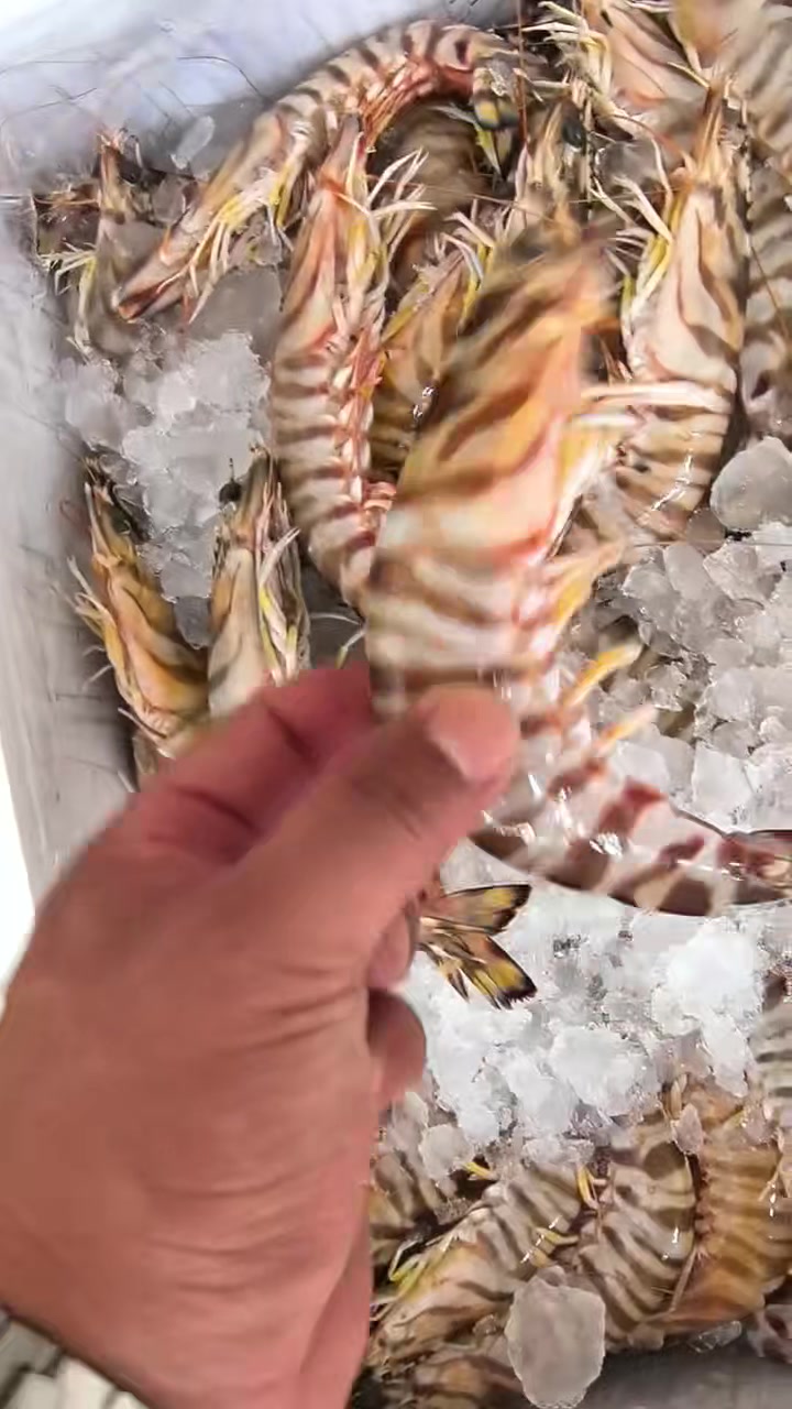 野生大竹节虾,这个鲜度太强了