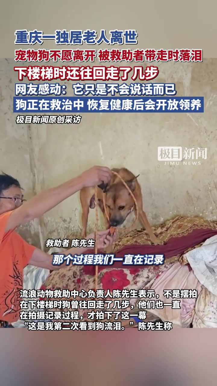 「独居老人离世宠物狗流泪不愿离开 救助者:正在救治它,恢复健康后会开放领养」狗狗守老人遗体