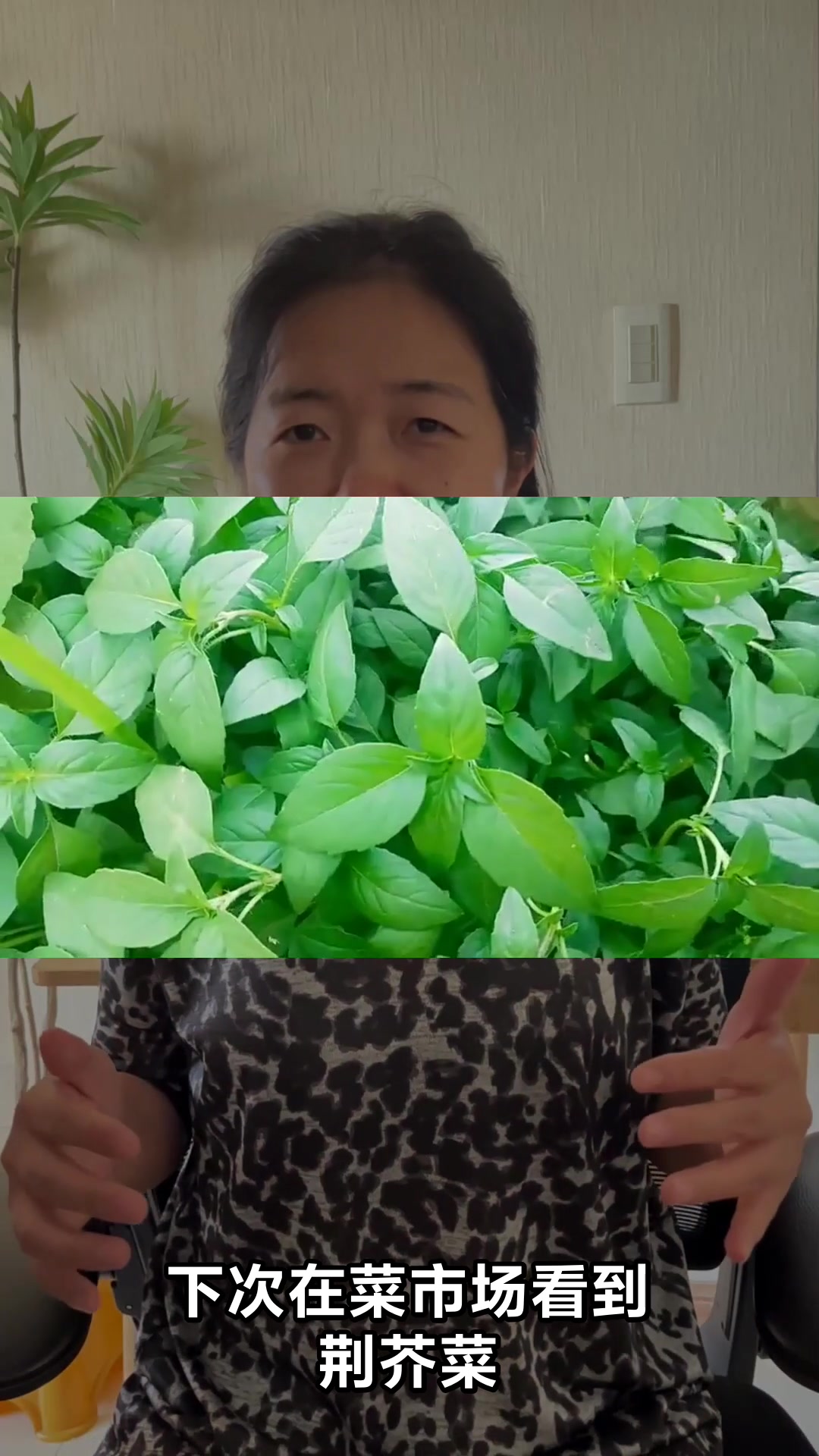 荆芥菜的神奇功效与作用你知道吗