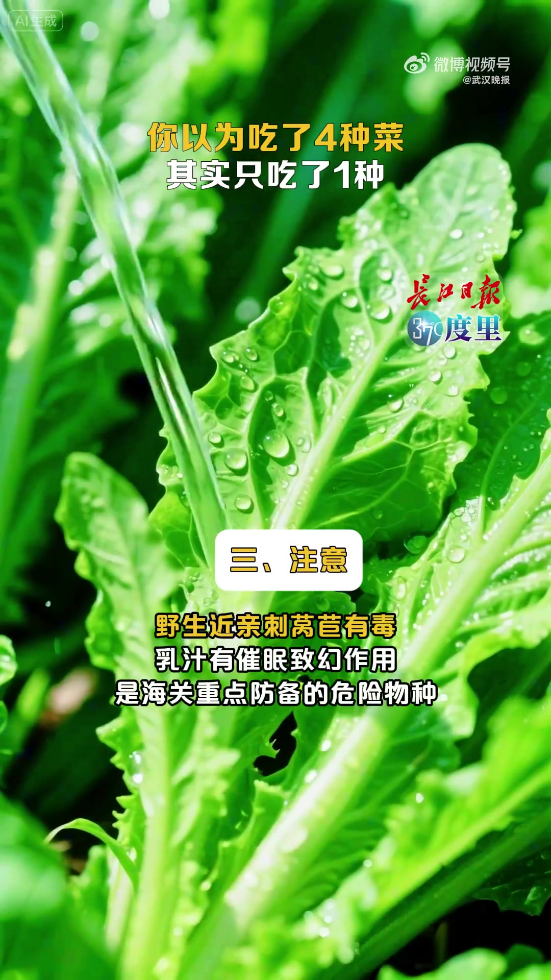 「你以为吃了4种菜,其实只吃了1种」莴笋、生菜、油麦菜、贡菜看似不同,实则同属一个物种——